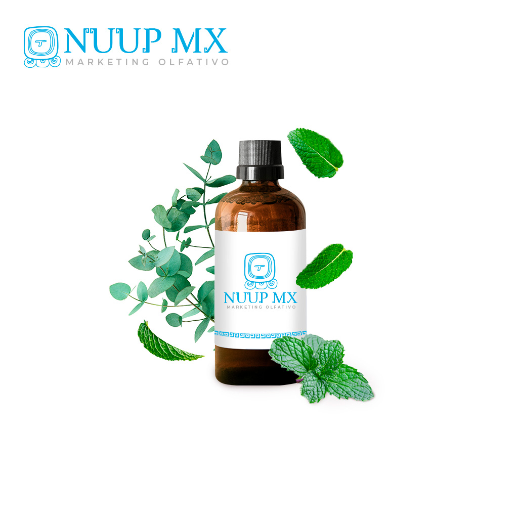 Eucalipto - NUUP MX